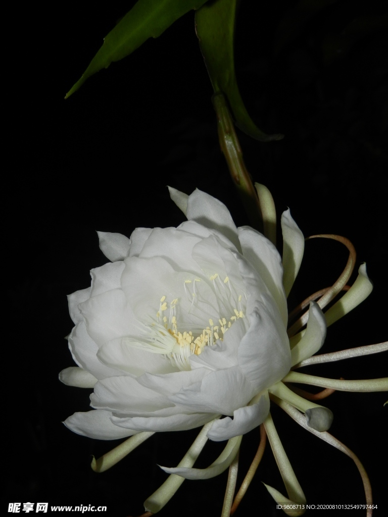 昙花     花卉   摄影图