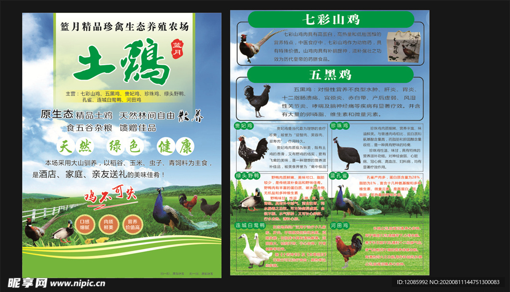 乌鸡宣传单