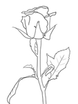 玫瑰花