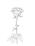 玫瑰花