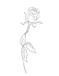 玫瑰花
