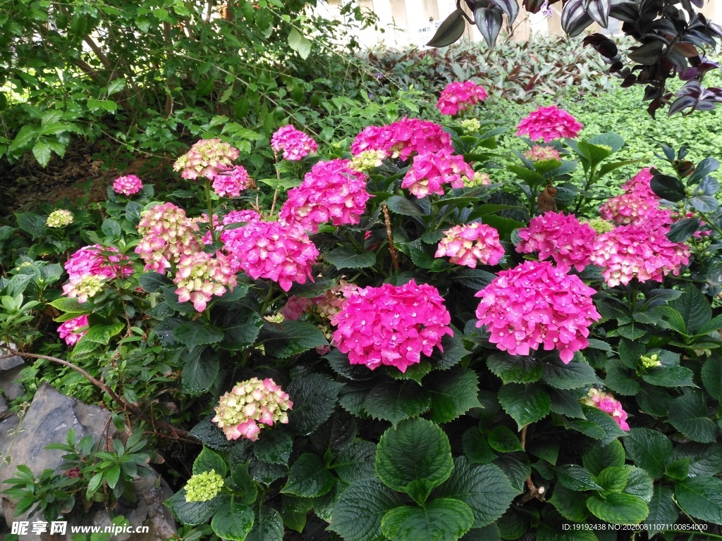 绣球花