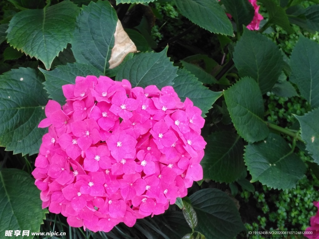 绣球花