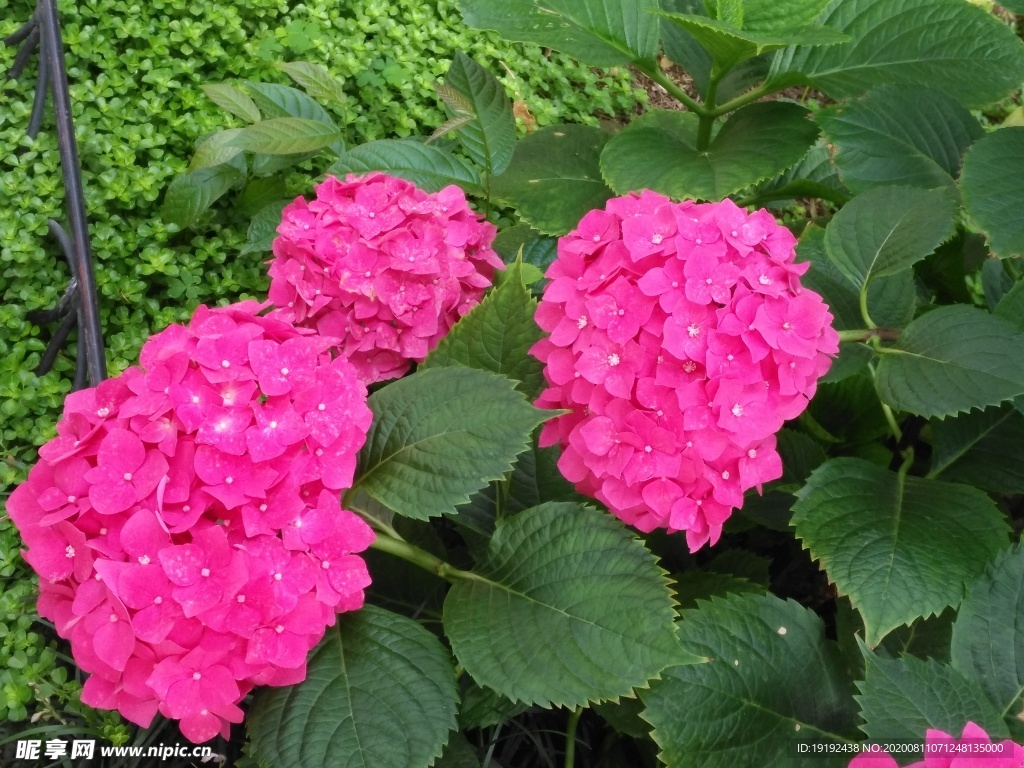 绣球花