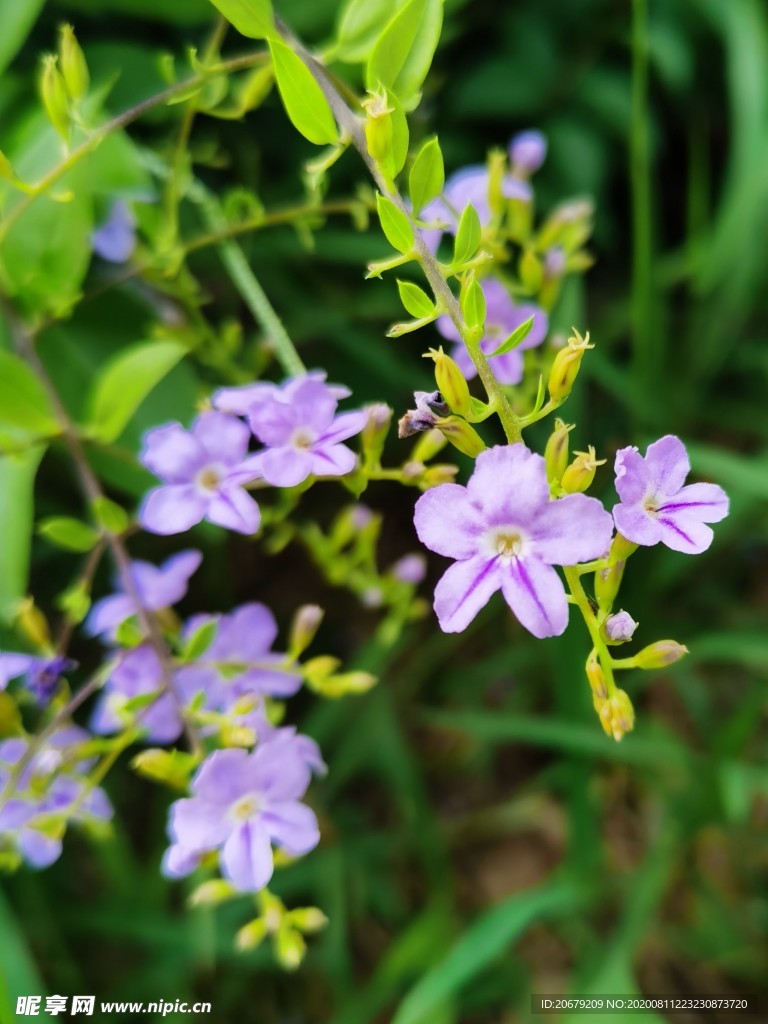 假连翘花