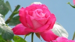 玫瑰花