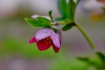 藜芦