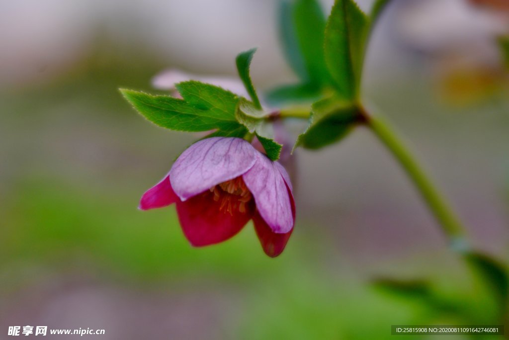 藜芦