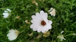 藜芦