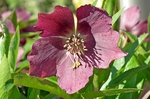 藜芦