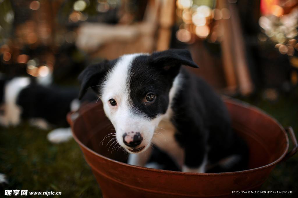 牧羊犬