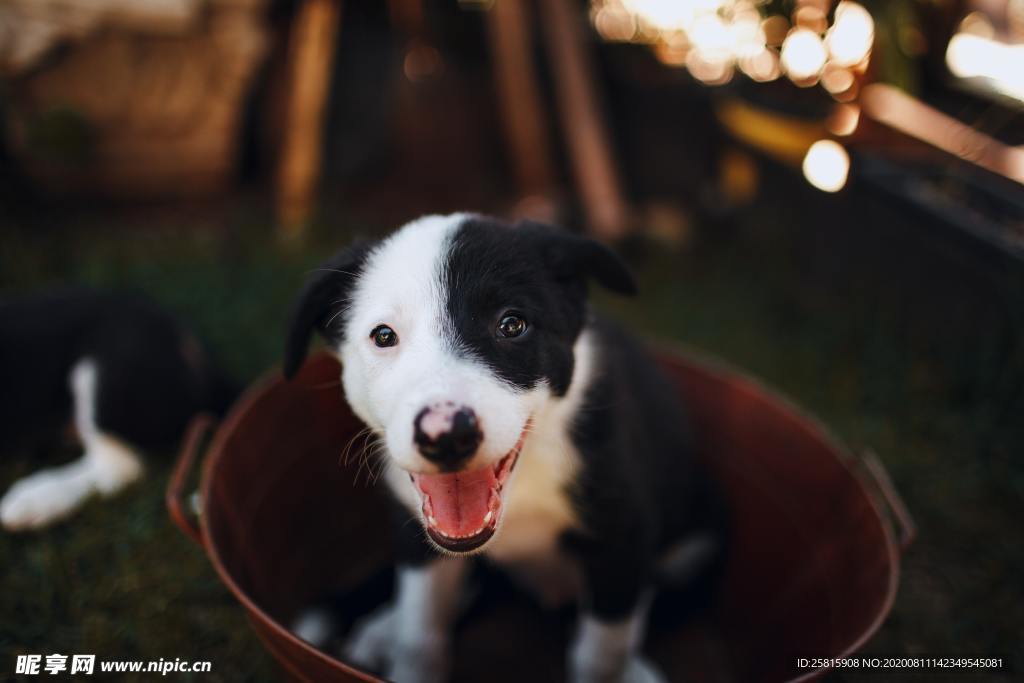 牧羊犬