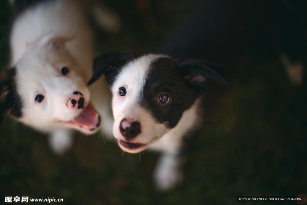 牧羊犬