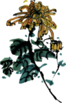 国画菊花