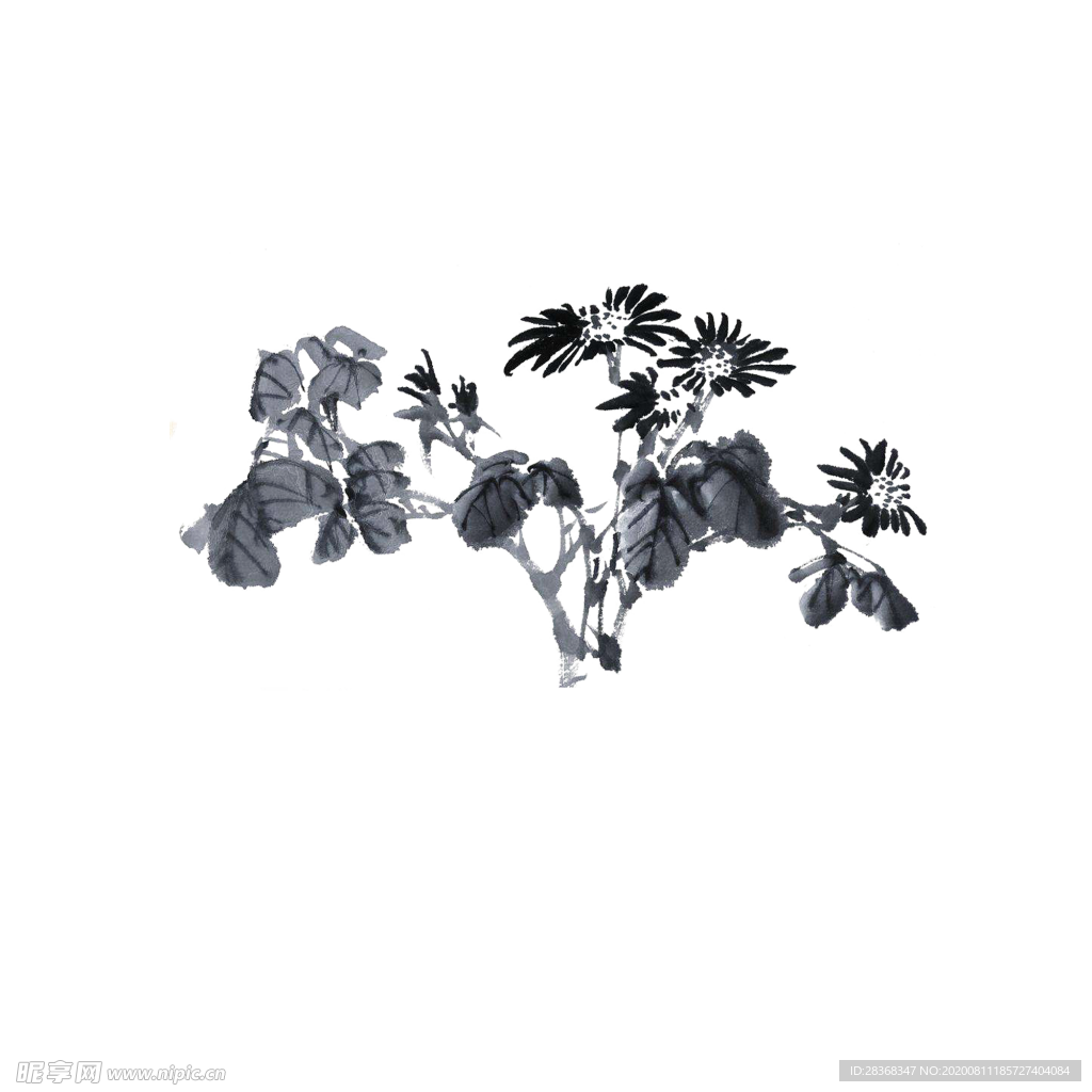 国画菊花