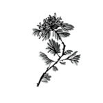 国画菊花