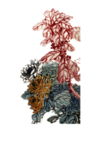 国画菊花