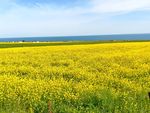 油菜花