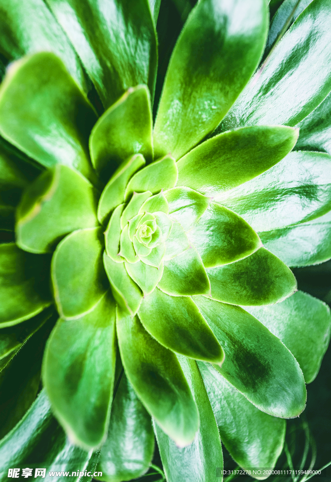 植物装饰画图片