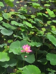一枝荷花