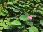 池塘里的荷花