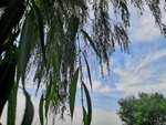 蓝天白云柳树