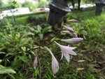 一串紫萼花朵