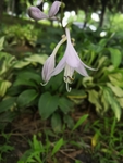 紫色的花朵紫萼