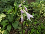 紫萼花朵