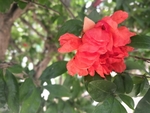 绽放的红色石榴花