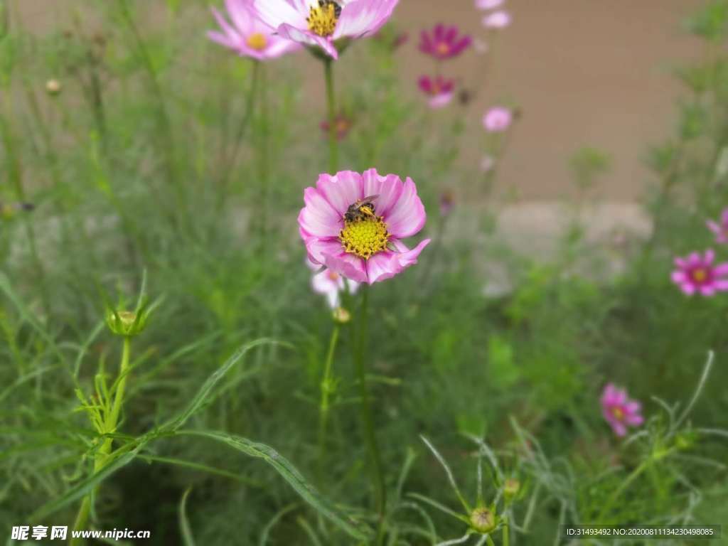 粉色爱真花朵和蜜蜂