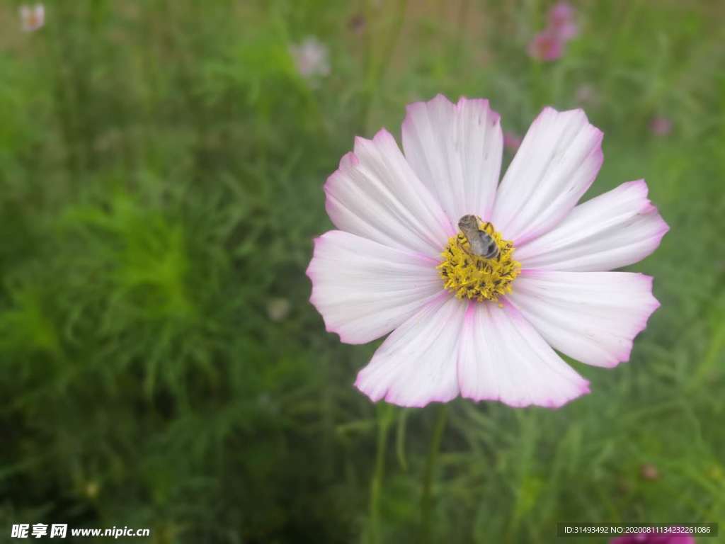 白色爱真花朵和蜜蜂