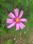 粉色爱真小花