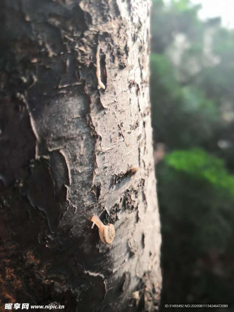 树干上的小蜗牛