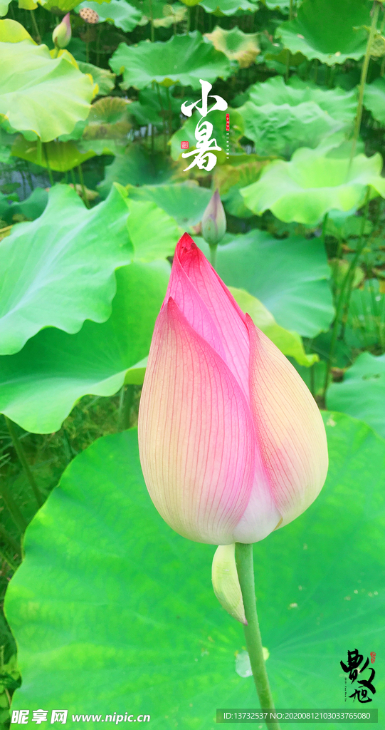小暑荷花海报设计