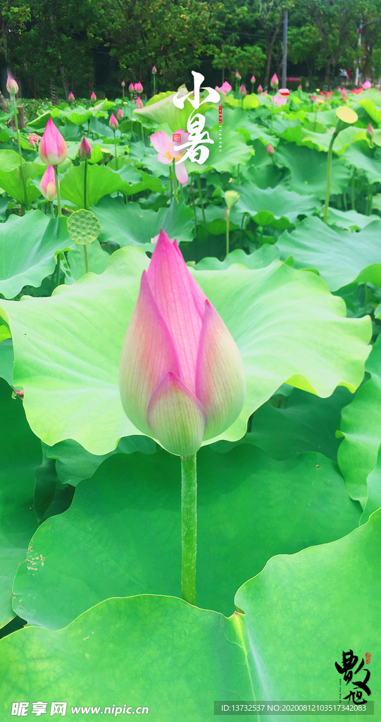 小暑荷花手机桌面海报