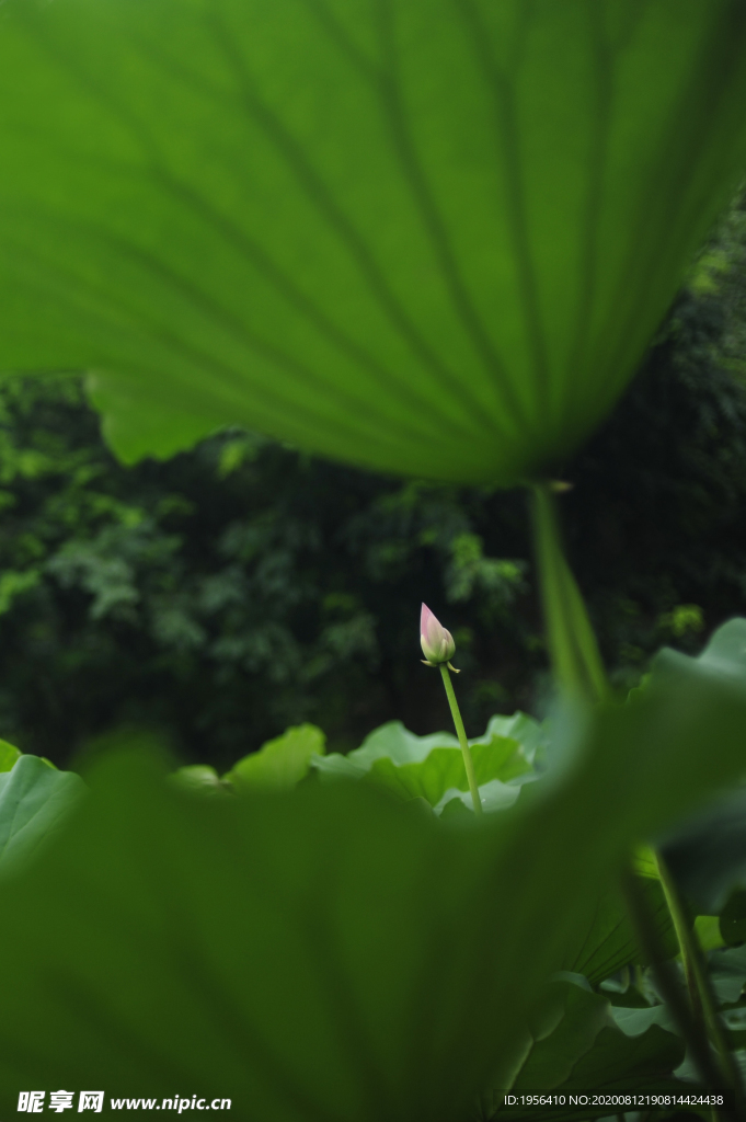 荷花