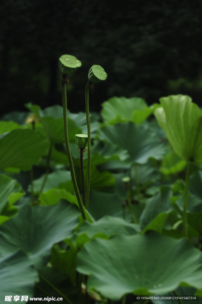 莲藕 荷花 一家人 三口之家