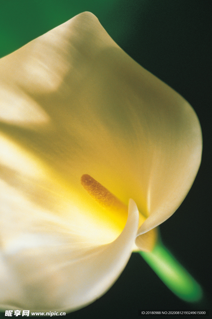 花蕊