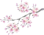 花枝