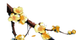 黄色花