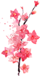 花枝