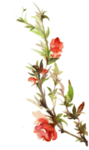 花枝