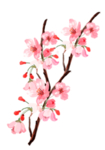 花枝