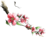 花枝
