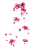 花瓣