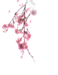 花枝