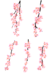 花枝