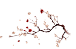 梅花