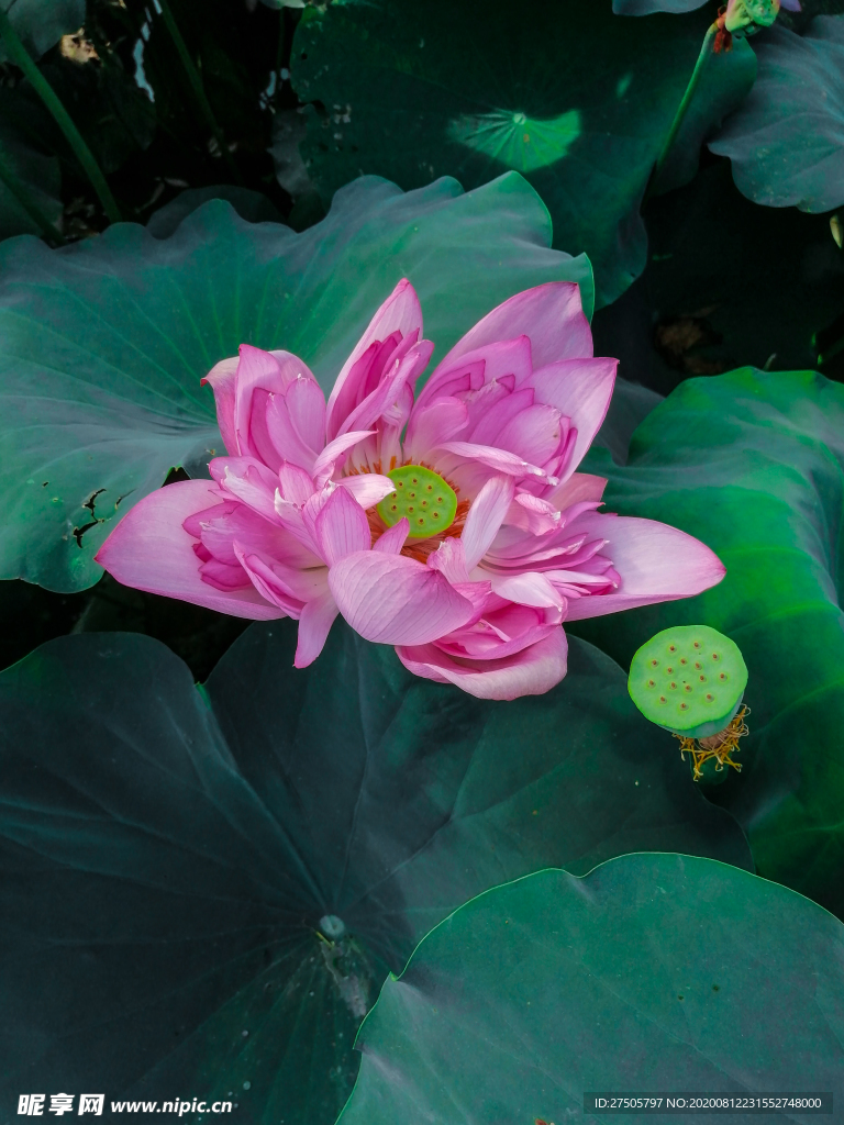 荷花